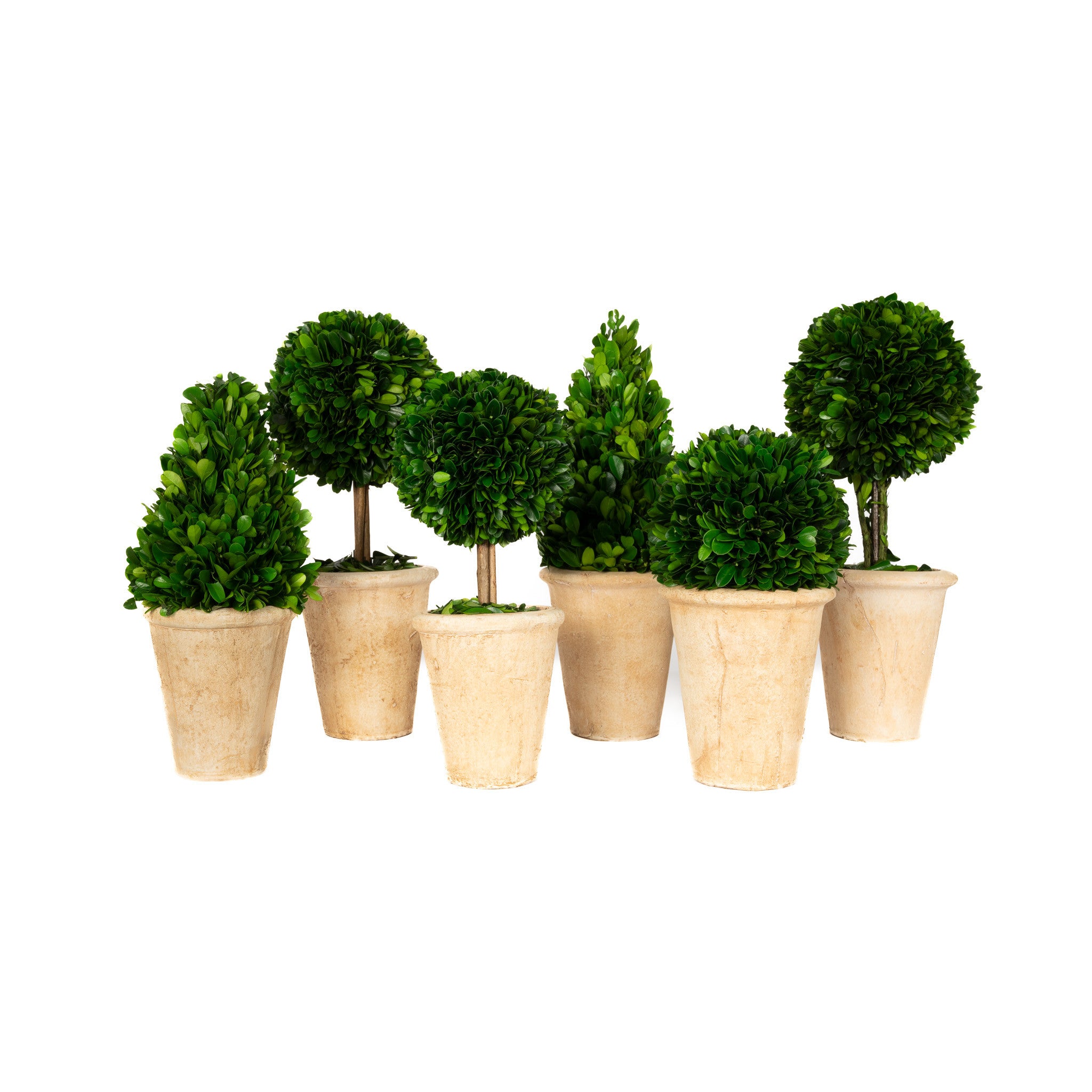 Boxwood Topiary Assortment - 6 Pieces