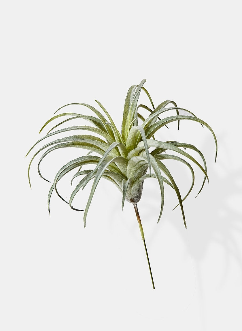 7 in Frosted Tillandsia