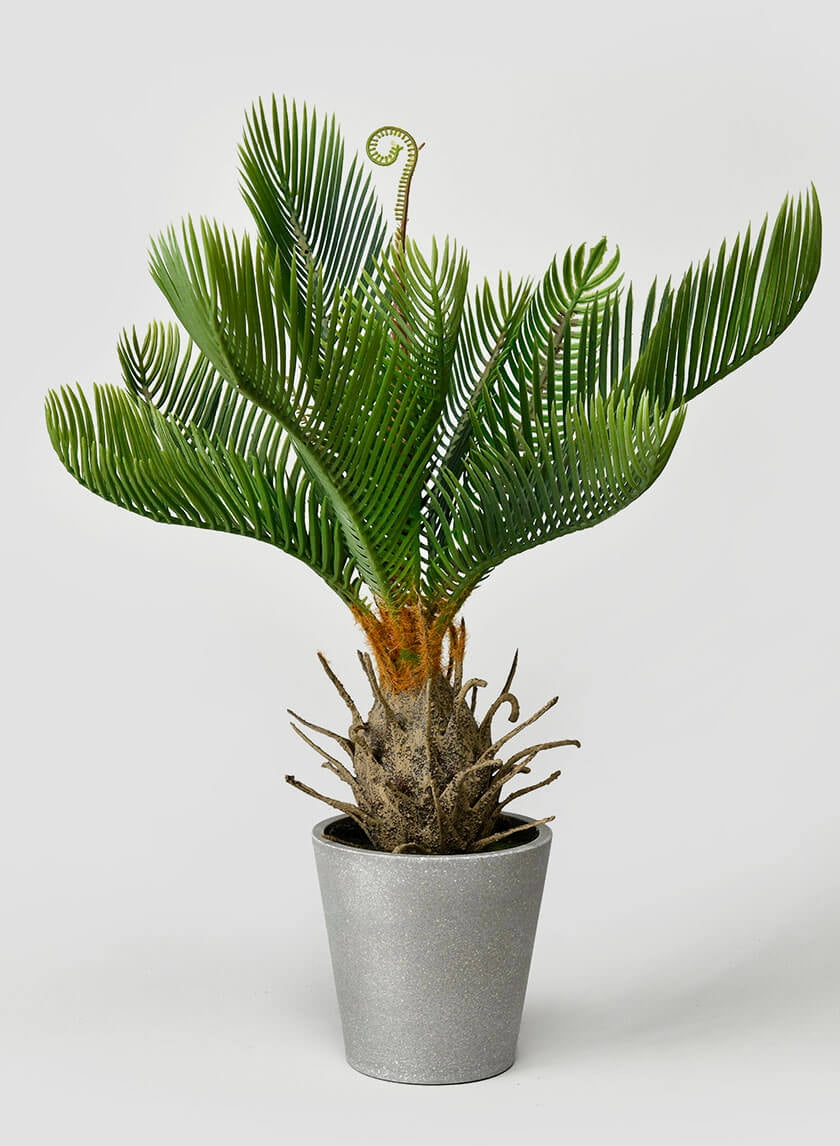 17 in Cycad