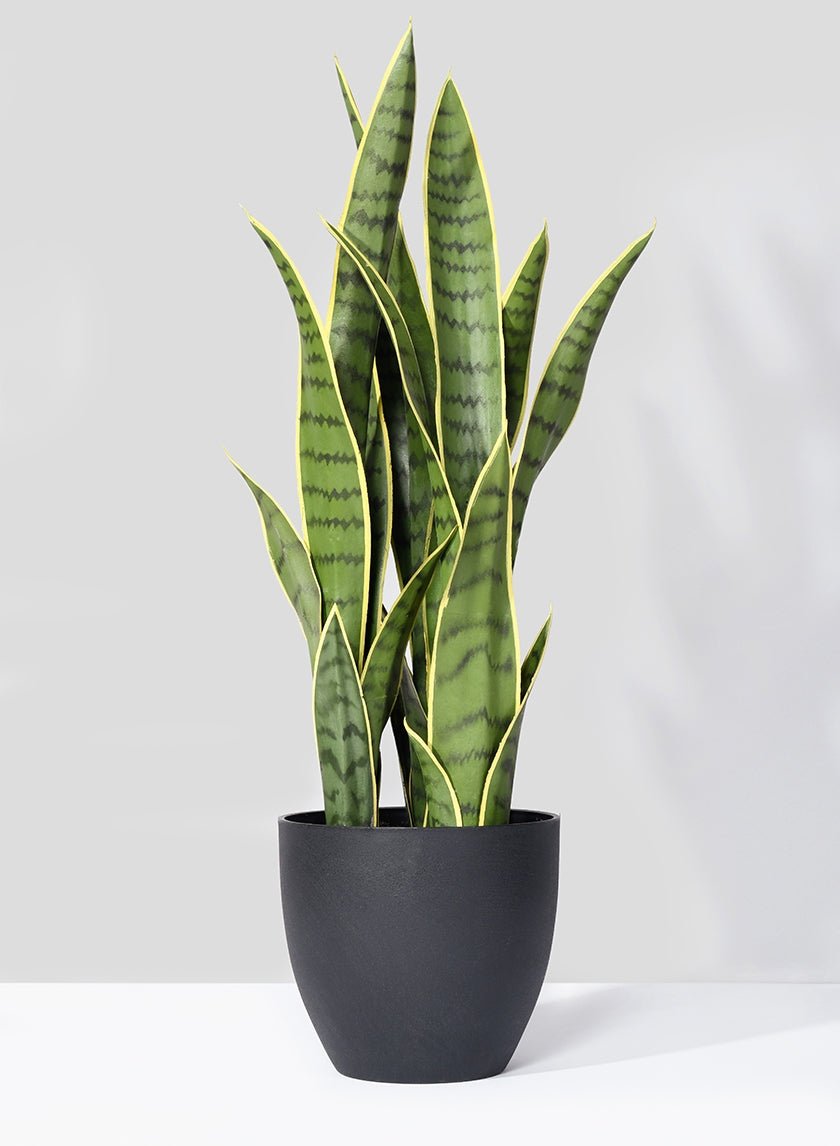 27 in Sansevieria Trifasciata Snake Plant