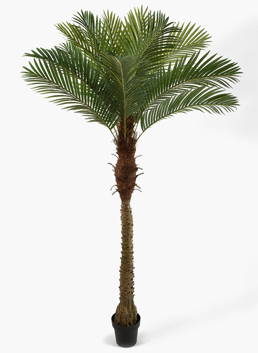 72 in Areca Palm Tree