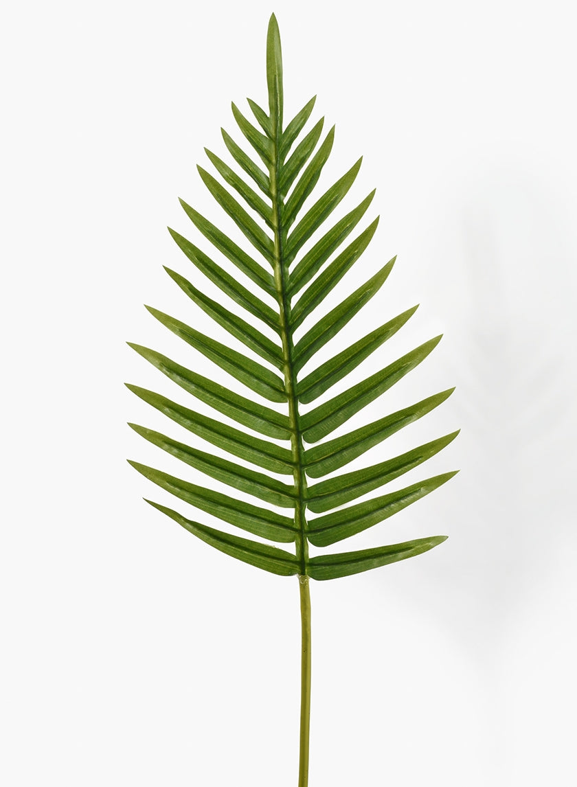 26 in Fern Leaf