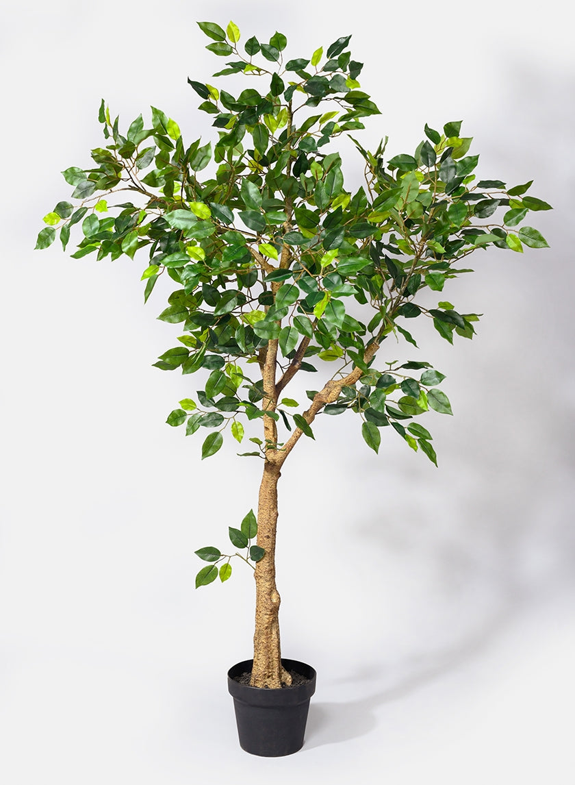 54 in Mini Ficus Tree