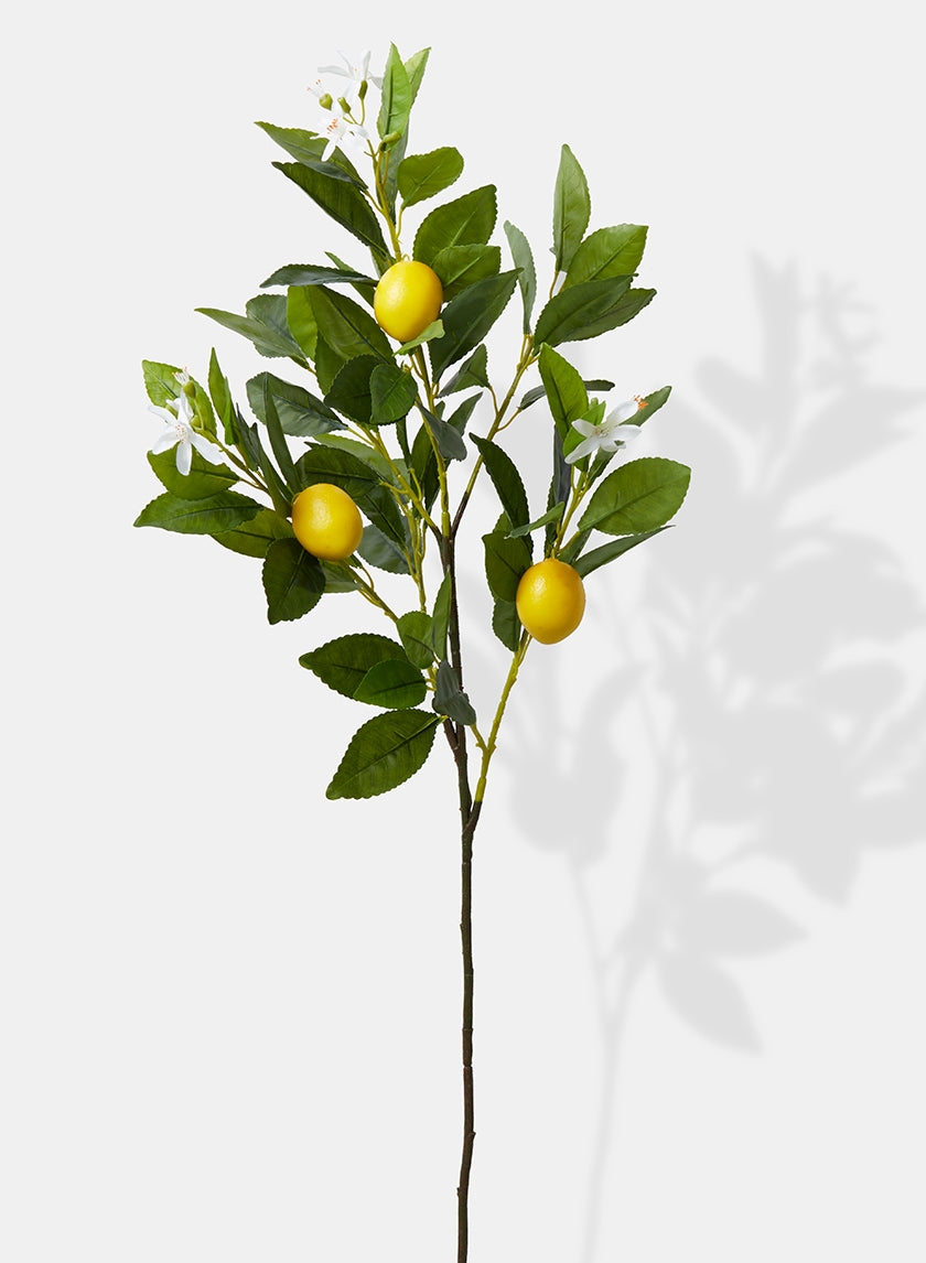30 in Lemon Tree Branch