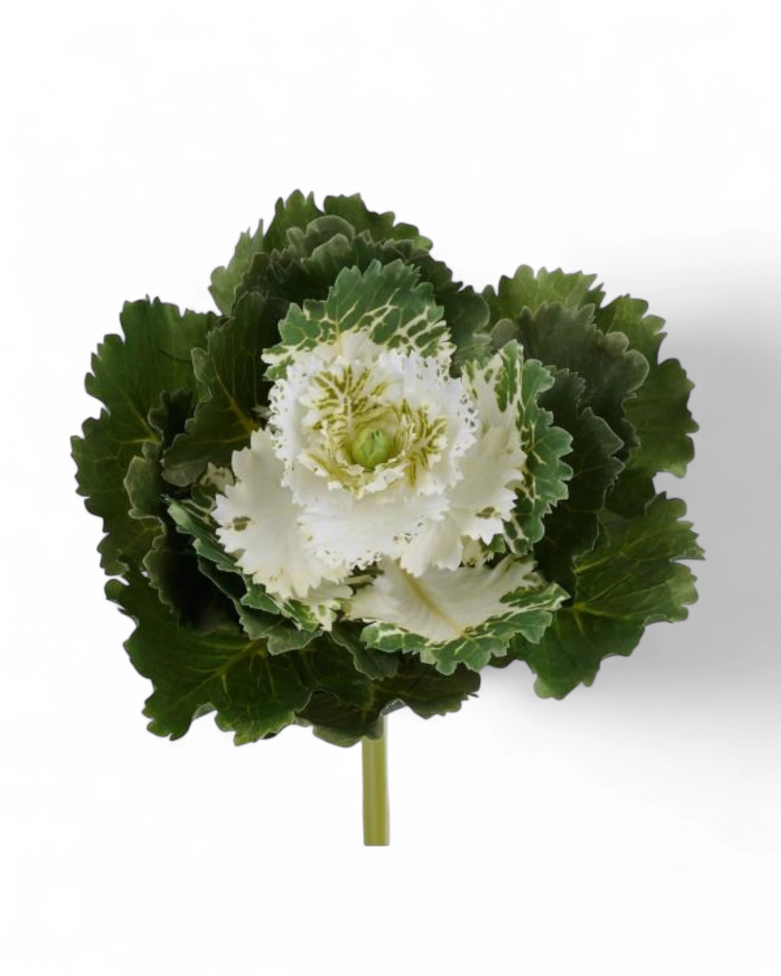8"L X 7"DIA KALE CREAM/GREEN