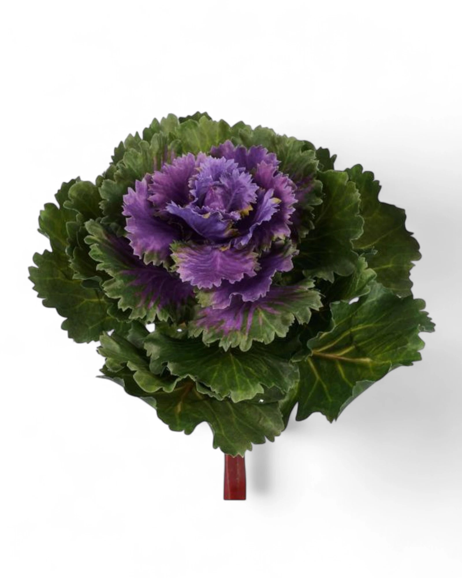 8"L X 7"DIA KALE PURPLE/GREEN