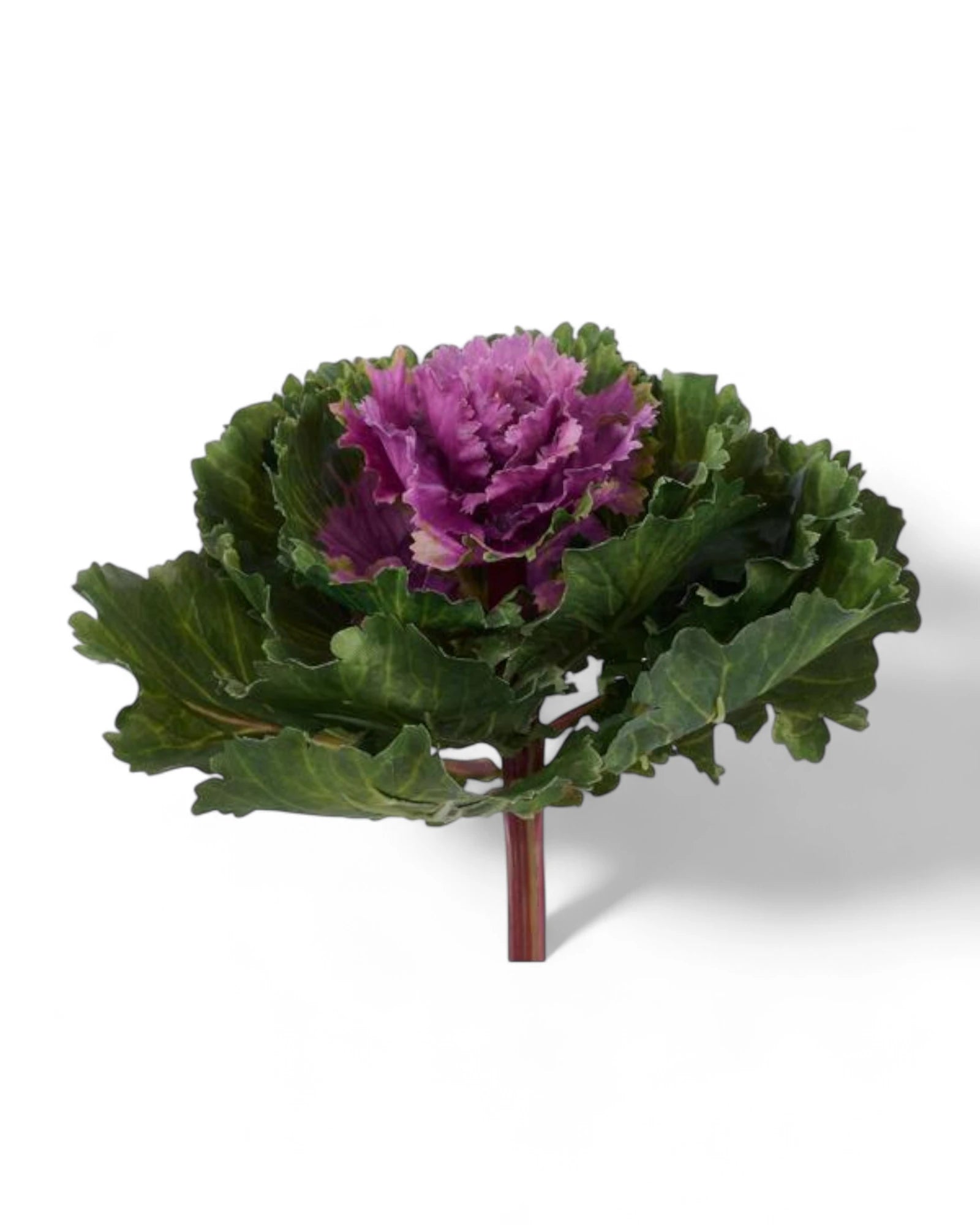 8"L X 7"DIA KALE MAGENTA/GREEN