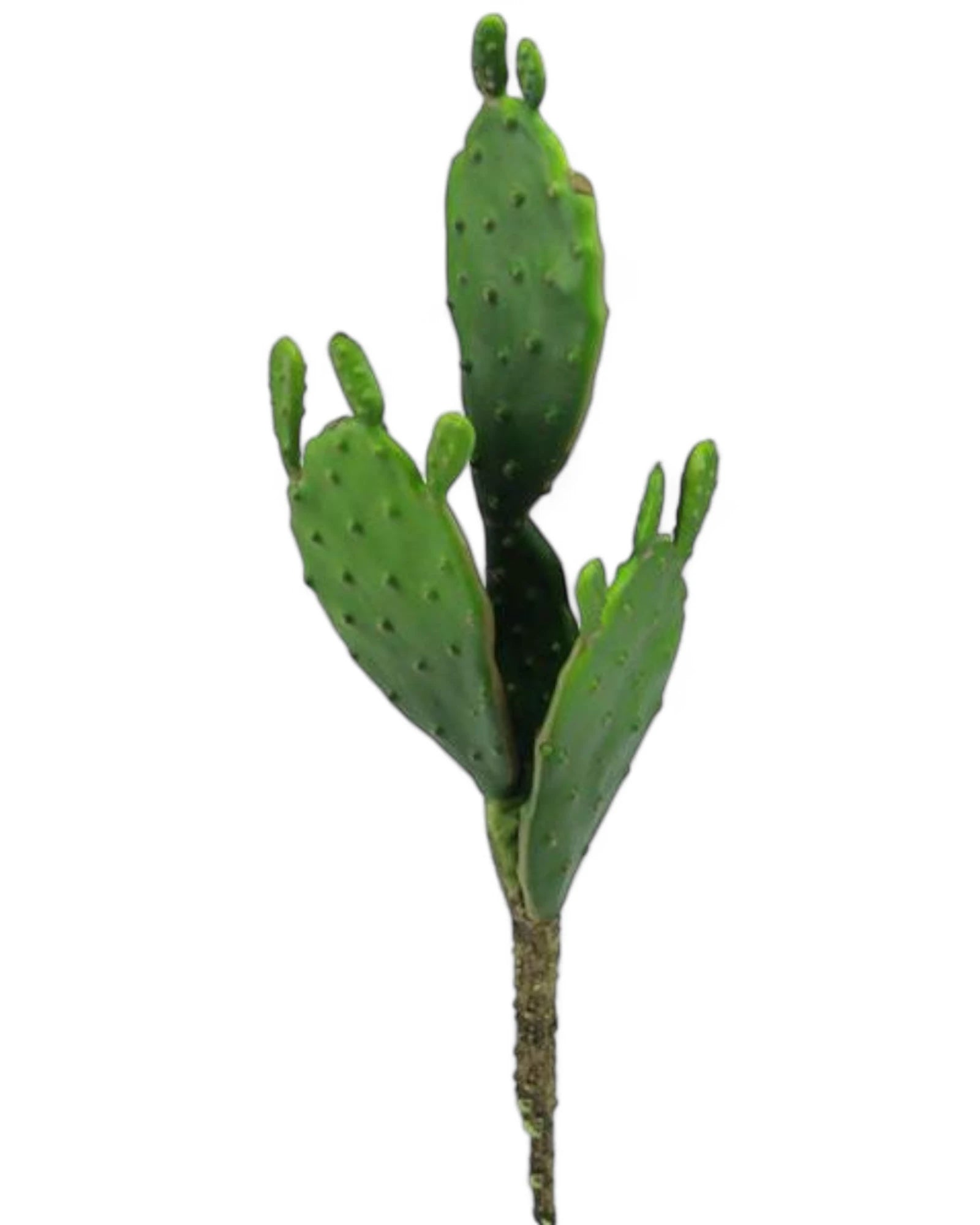 11"L GREEN LARGE PAD CACTUS PICK WITH BUDS