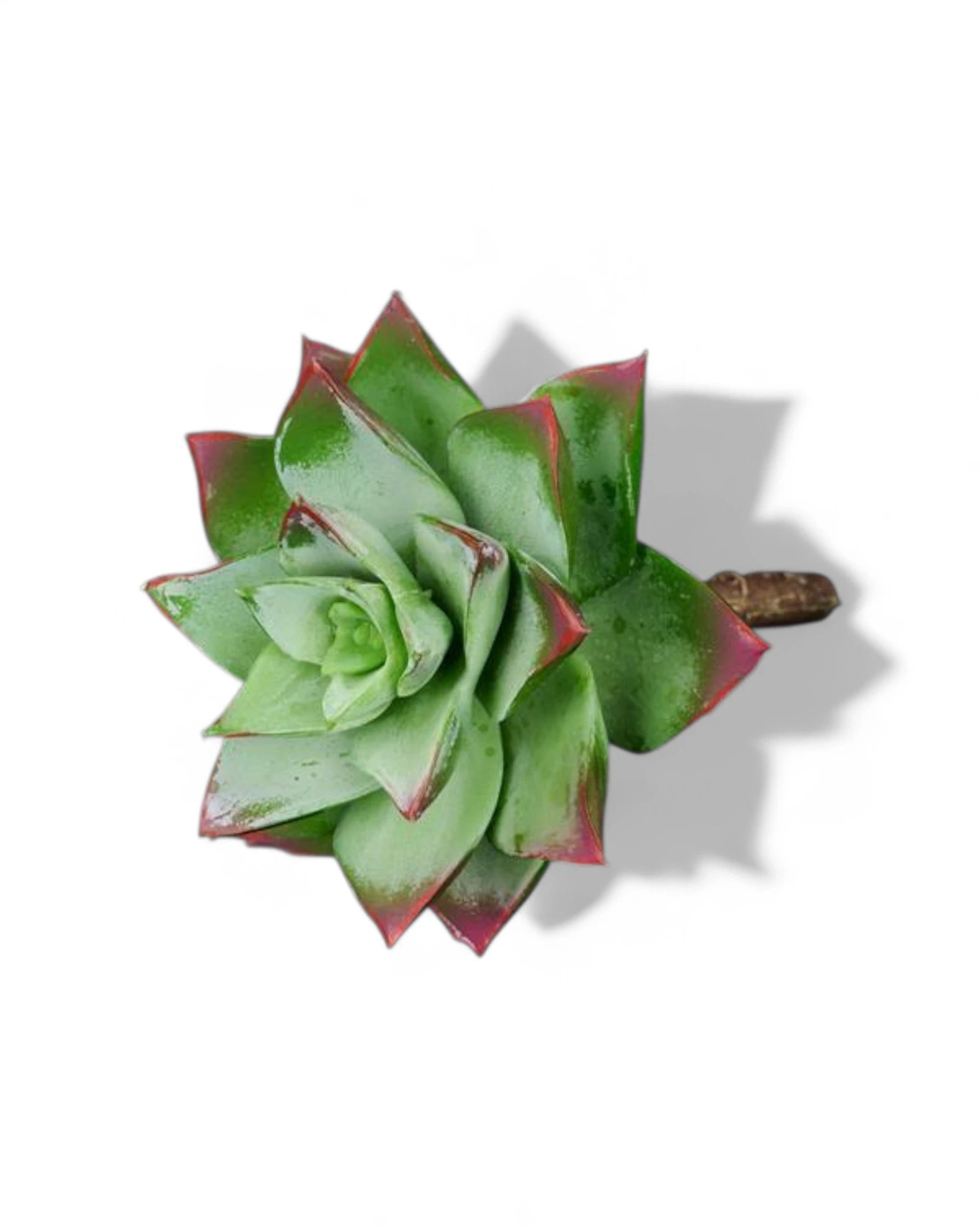 5"L UV SHIELD SUCCULENT PICK DUSTED GREEN/BURGUNDY