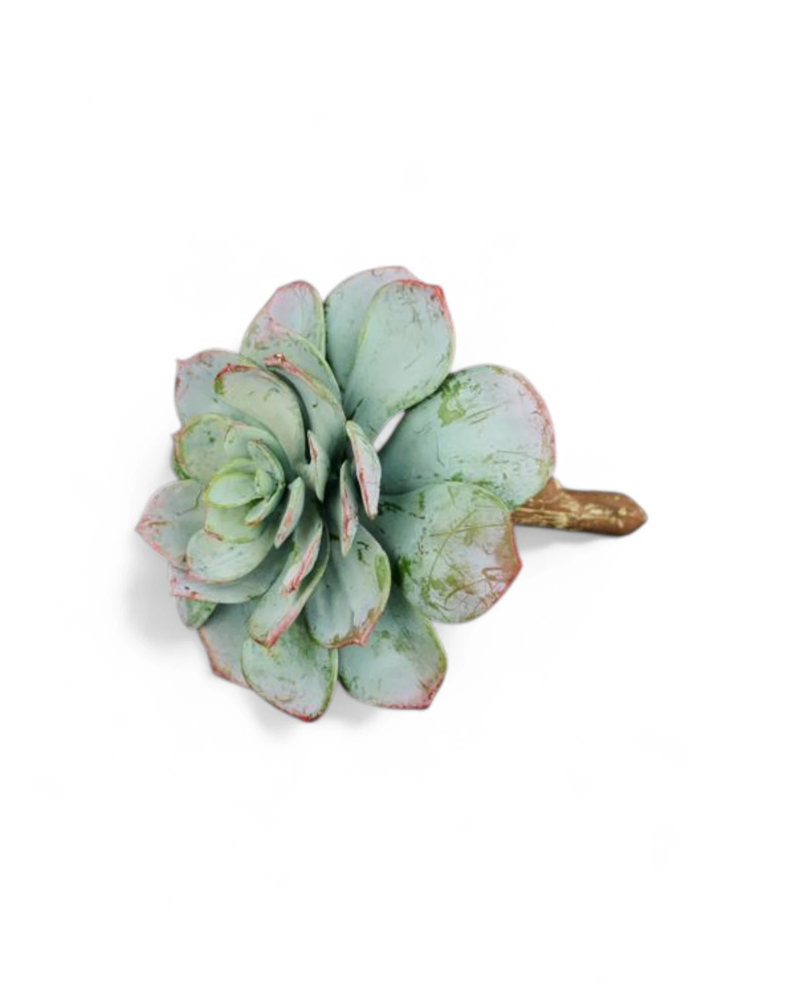 5.5"L UV SHIELD SUCCULENT PICK DUSTY GREEN WITH BURGUNDY