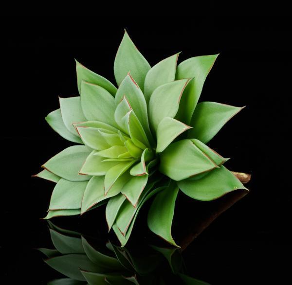 8.5"L UV SHIELD SUCCULENT PICK GREEN WITH BLUE