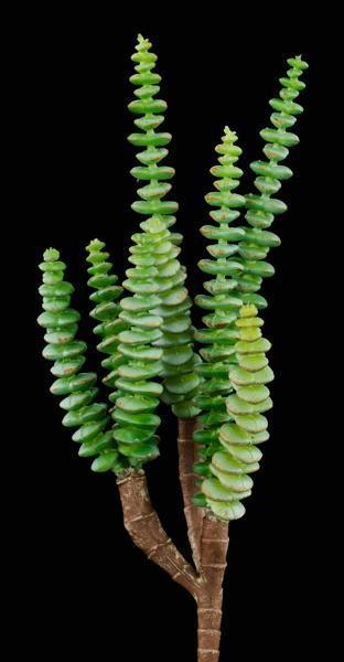 11.5"L UV SHIELD SUCCULENT PICK GREEN WITH BLUE