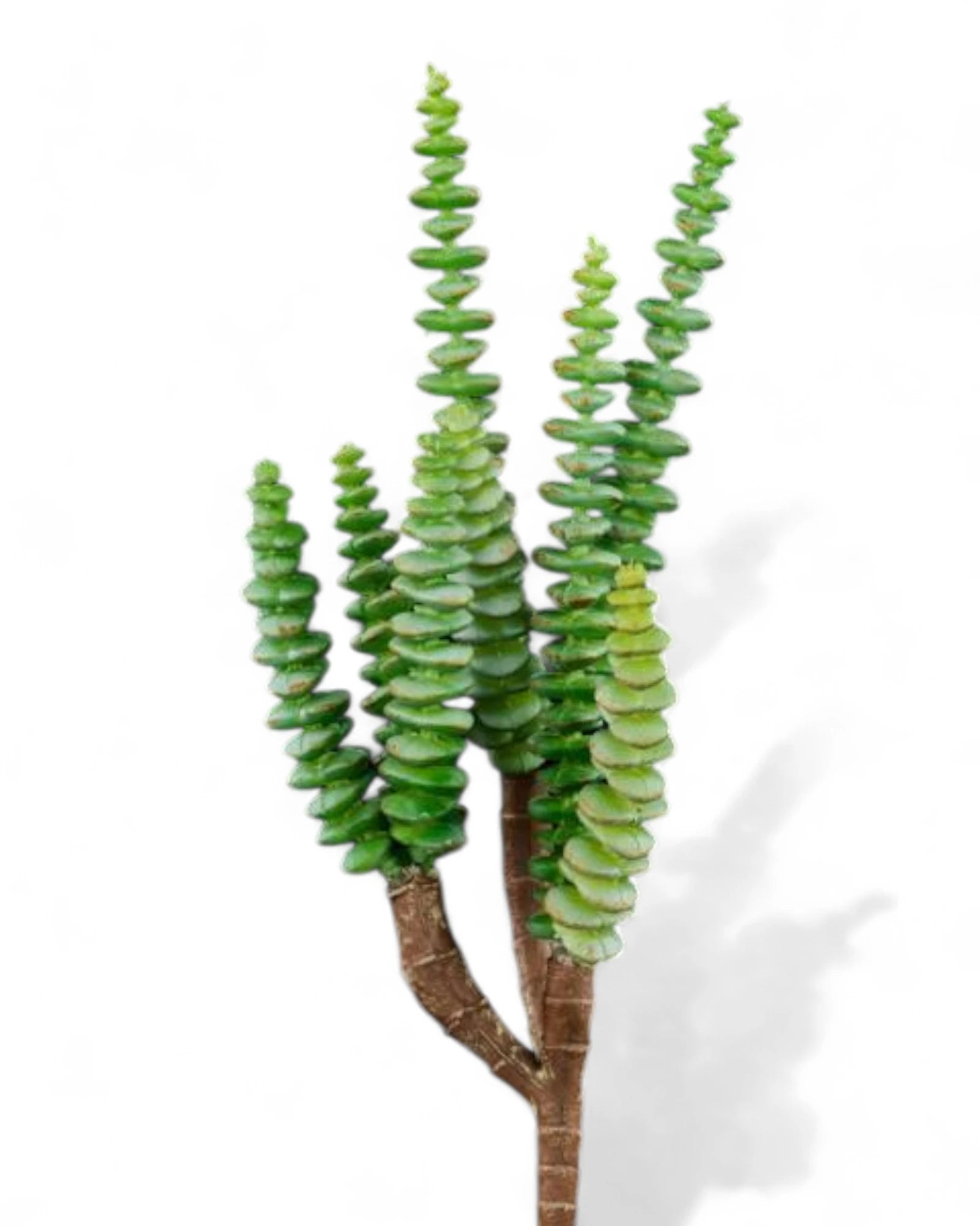 11.5"L UV SHIELD SUCCULENT PICK GREEN WITH BLUE