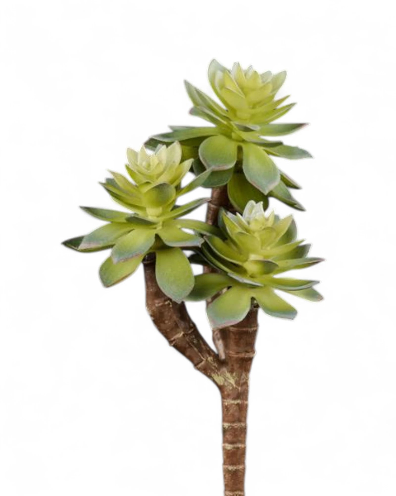 7"L UV SHIELD SUCCULENT PICK MULTI GREEN