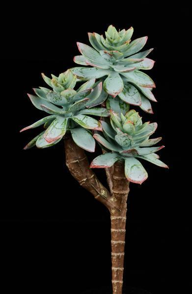 7"L UV SHIELD SUCCULENT PICK DUSTY GREEN WITH BURGUNDY