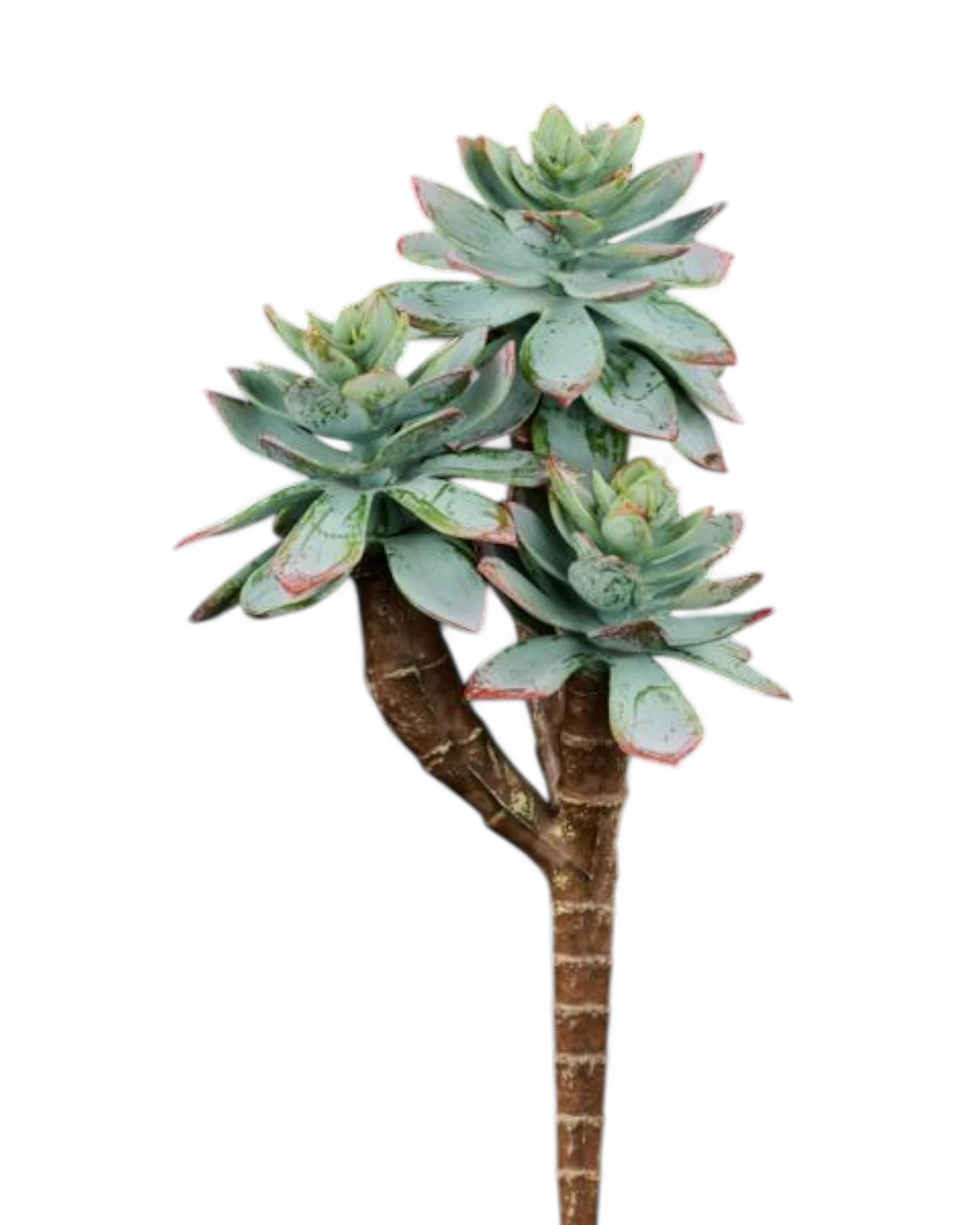 7"L UV SHIELD SUCCULENT PICK DUSTY GREEN WITH BURGUNDY