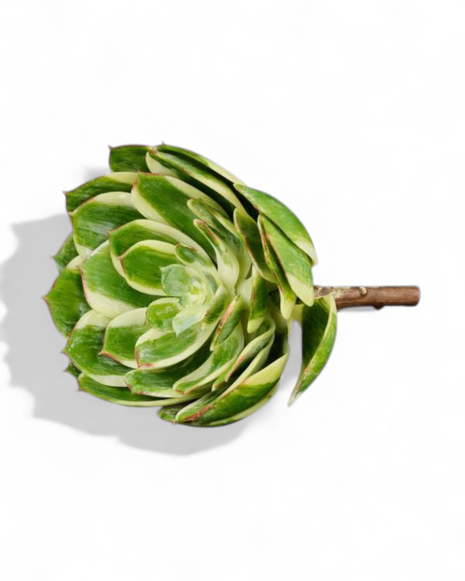 7.5"L UV SHIELD SUCCULENT PICK VARIEGATED GREEN/CREAM