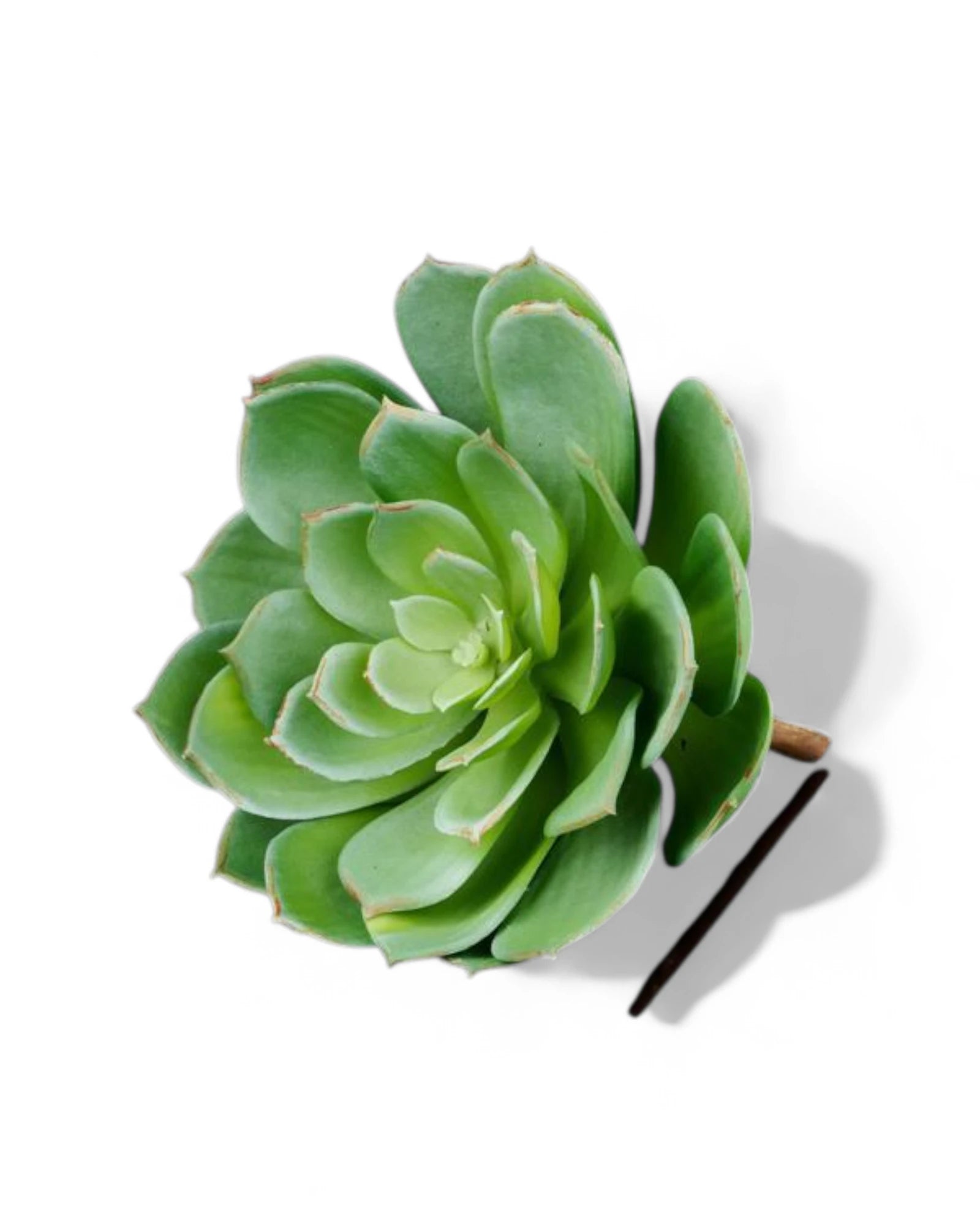 7.5"L UV SHIELD SUCCULENT PICK GREEN WITH BLUE