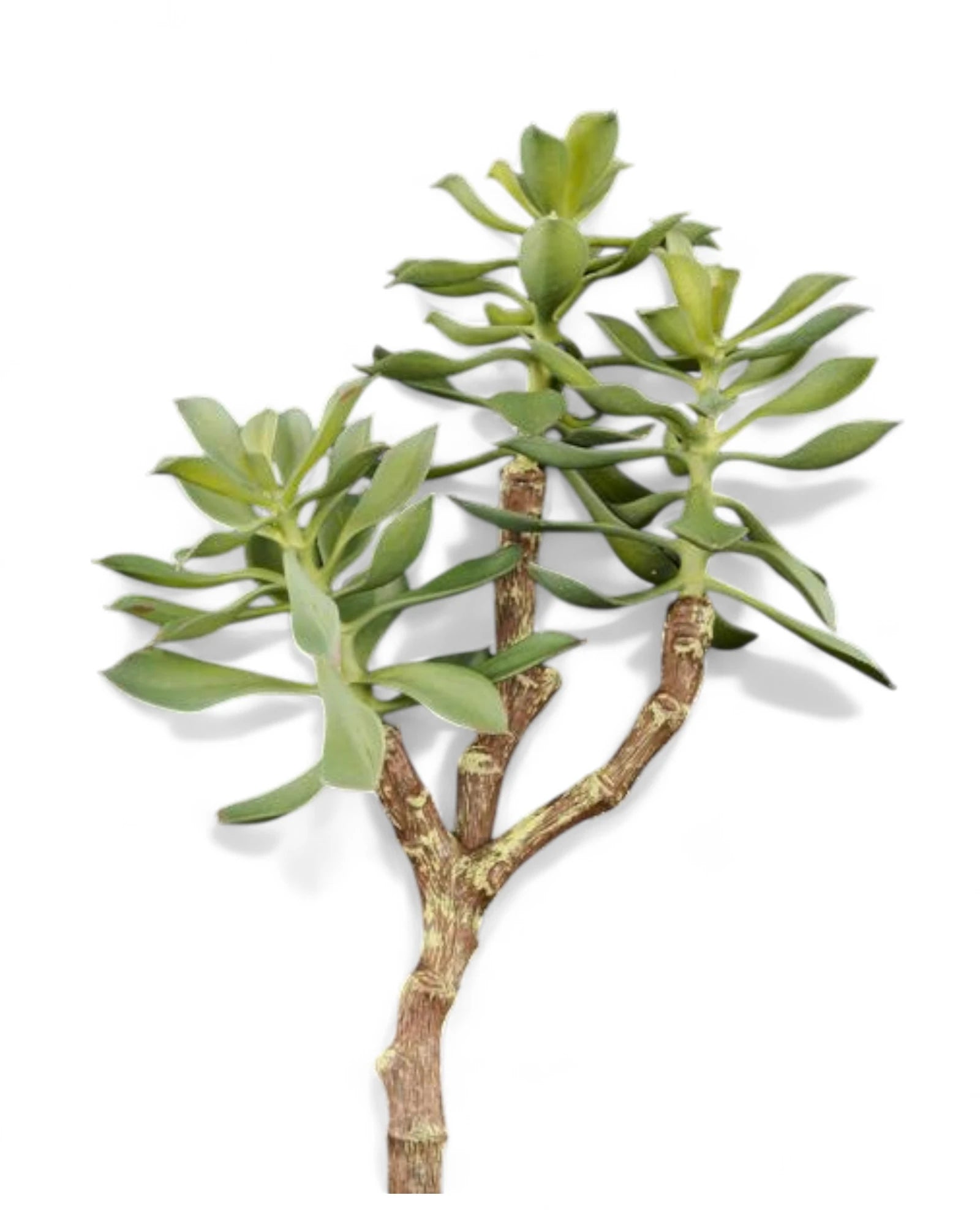 12"L UV SHIELD SUCCULENT PICK GREEN