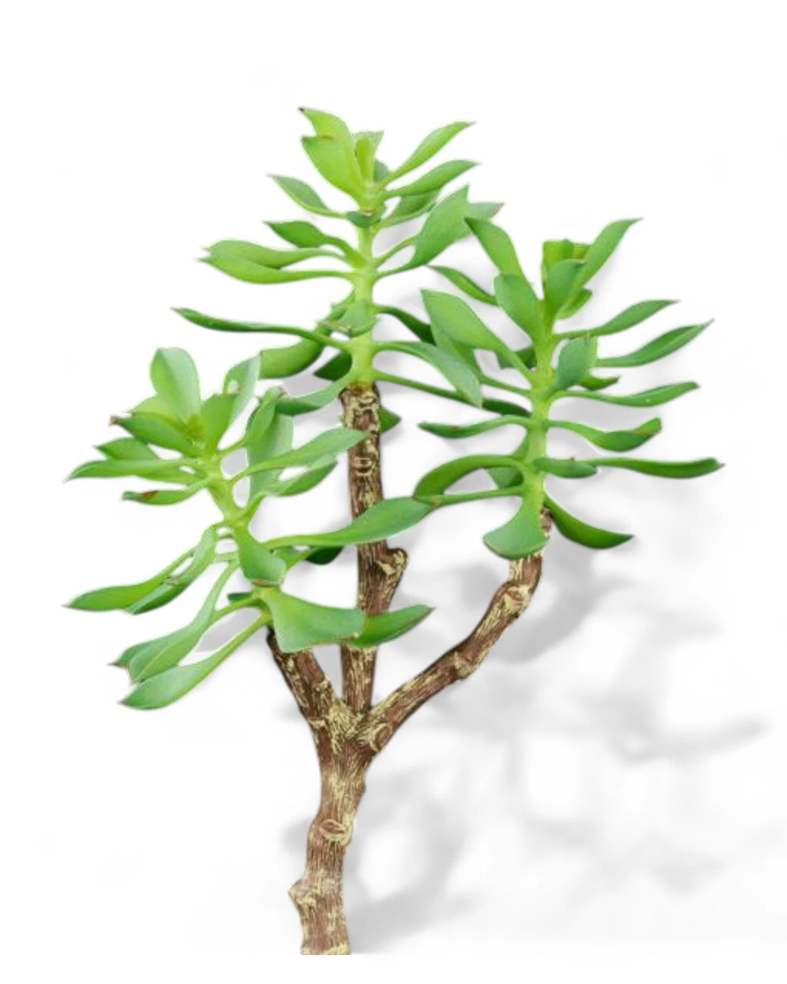 12"L UV SHIELD SUCCULENT PICK GREEN WITH BLUE