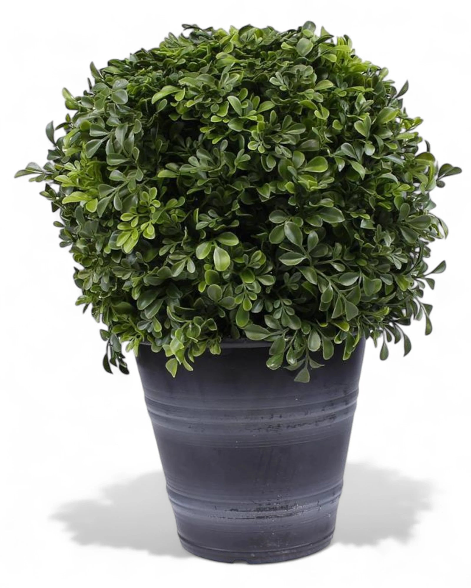 18 Inch Potted Boxwood Ball