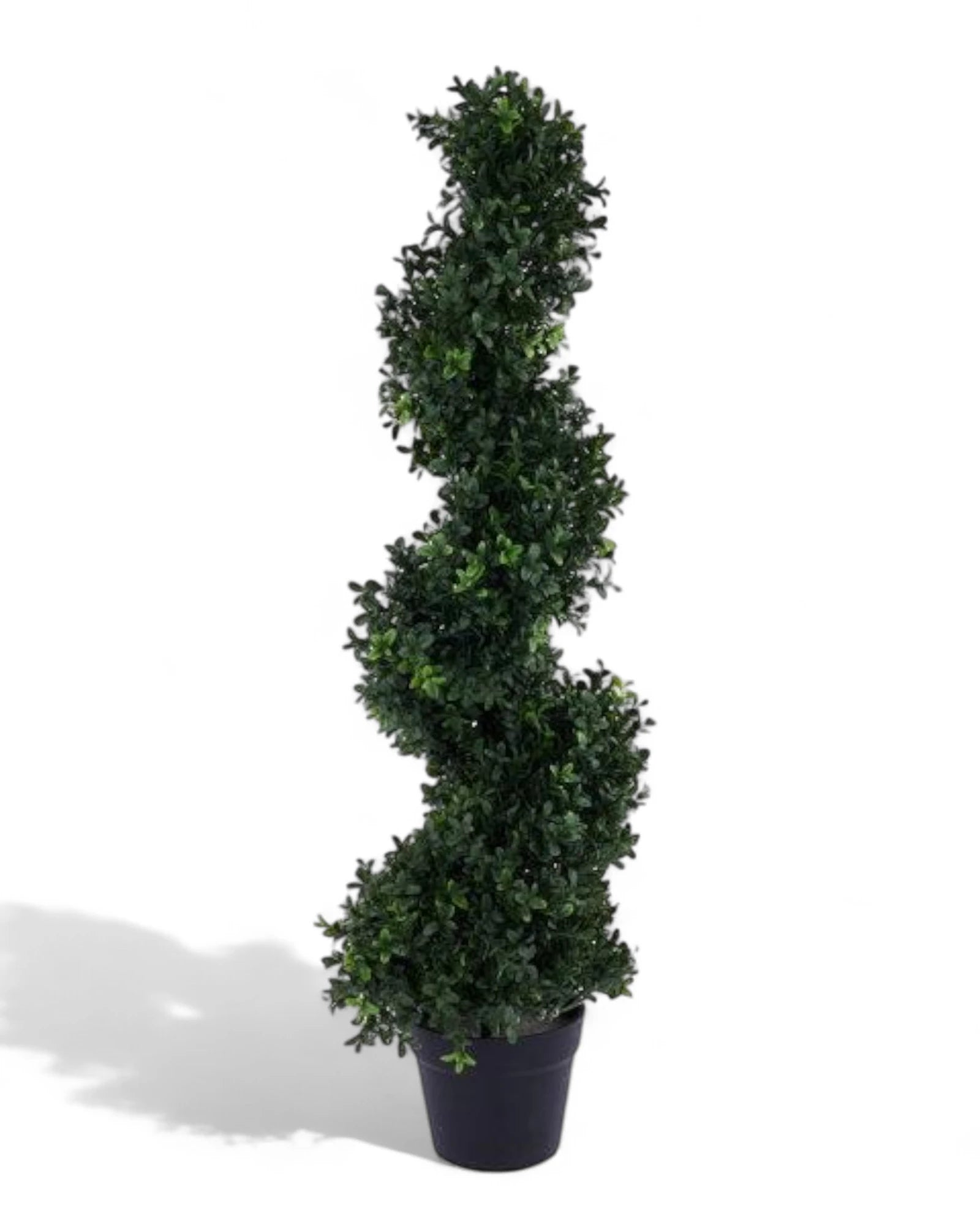 36"H SPIRAL BOXWOOD TOPIARY UV PROTECTED