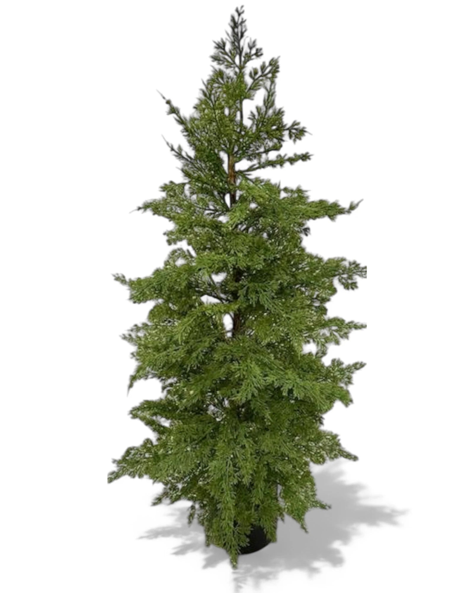 47.5"H POTTED JUNIPER BUSH