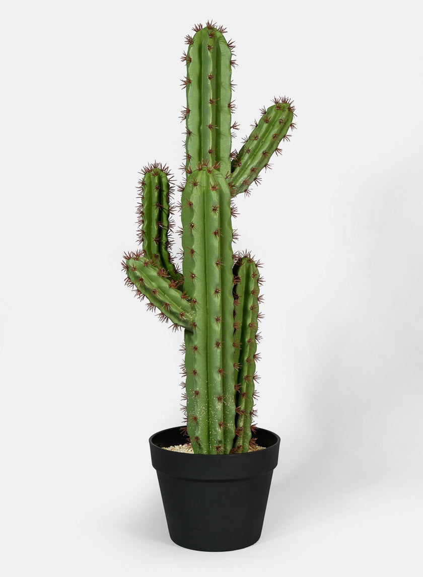28 in High Candelabra Cactus Plant