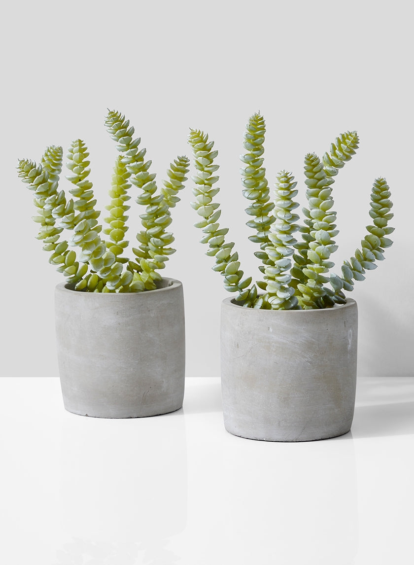 String Of Buttons Succulent In Grey Cement Pot, Set of 2