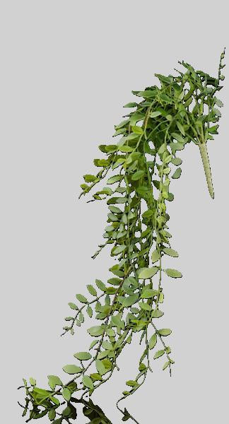 30"L HANGING LEAF BUSH DUSTY GREEN
