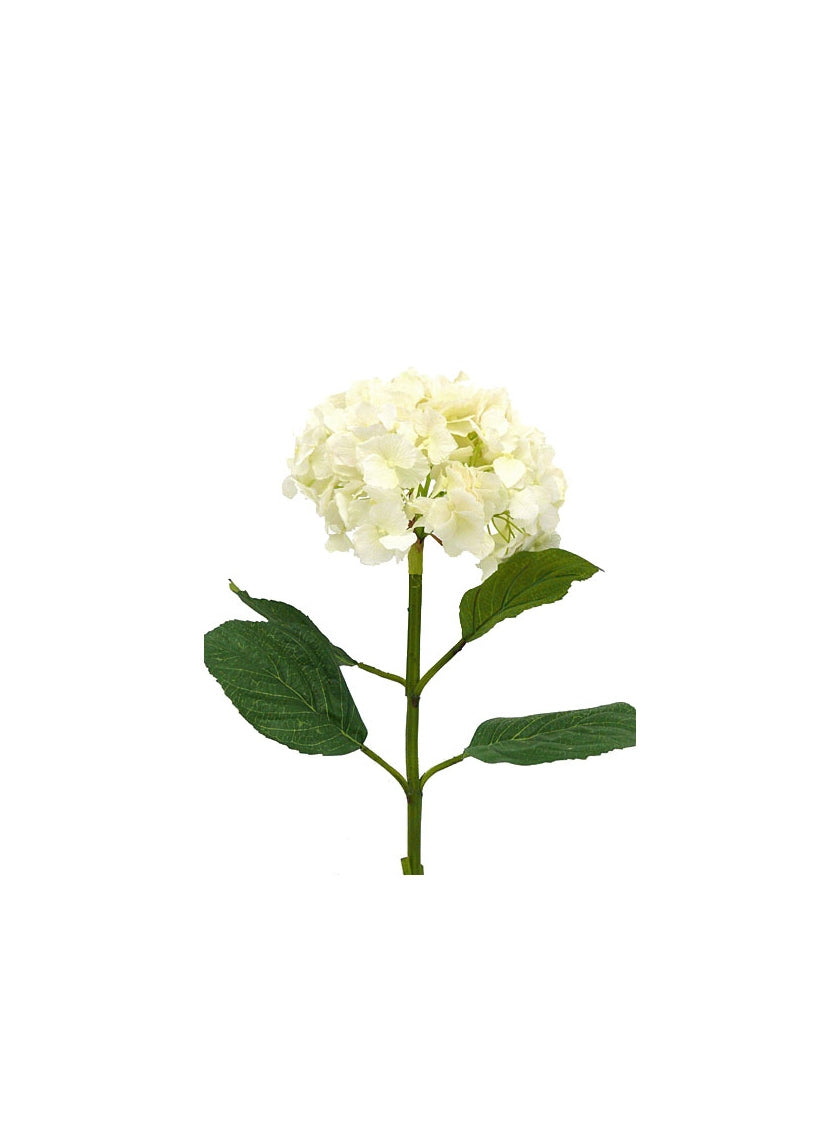 34 in White Hydrangea