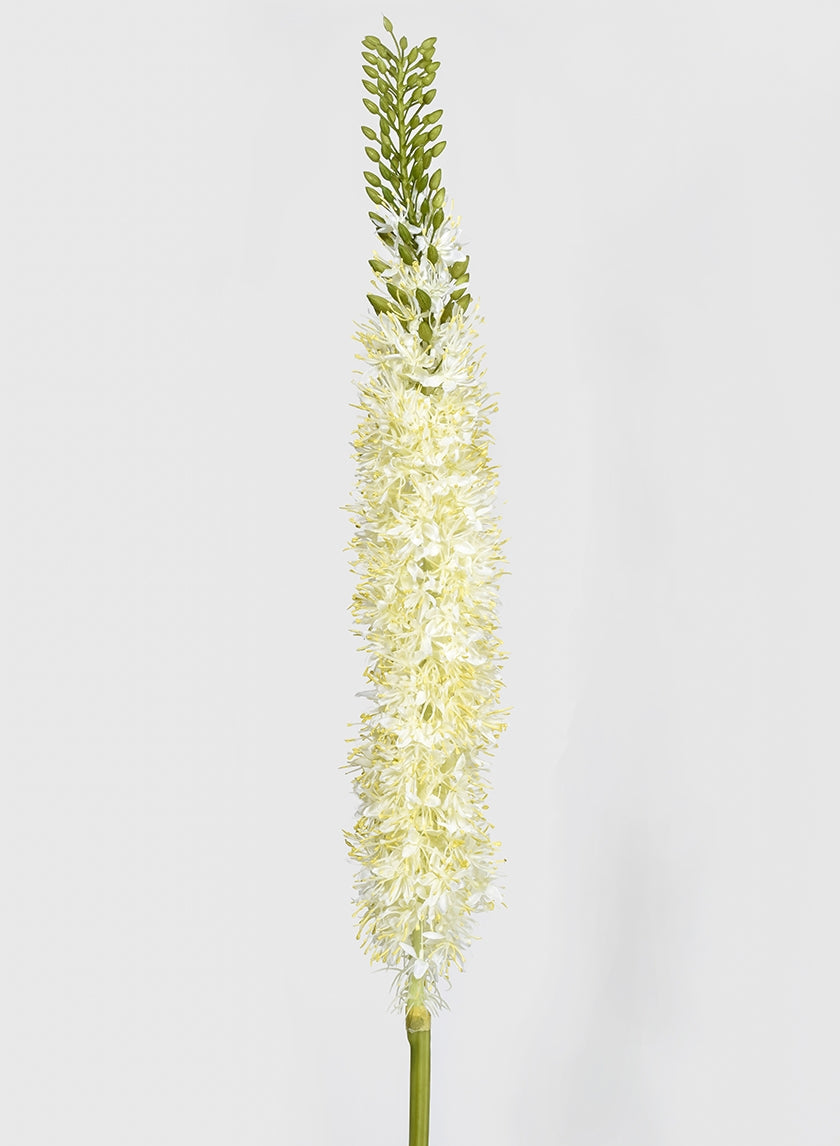 42 in White Foxtail Lily