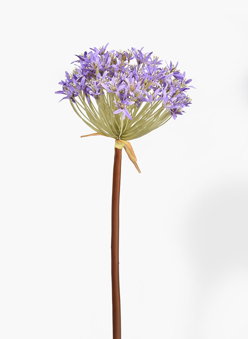 34 in Purple Allium