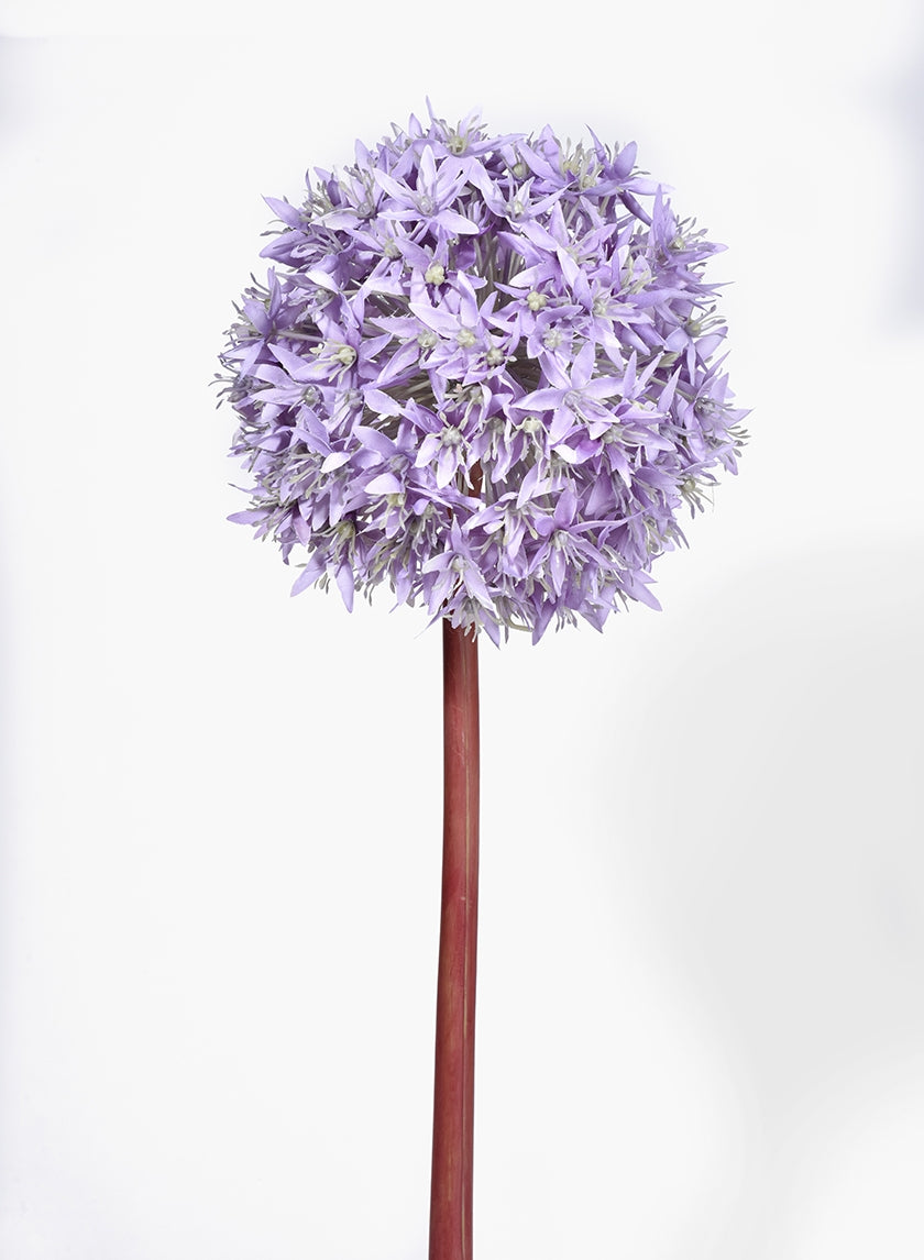 35 in Light Purple Allium