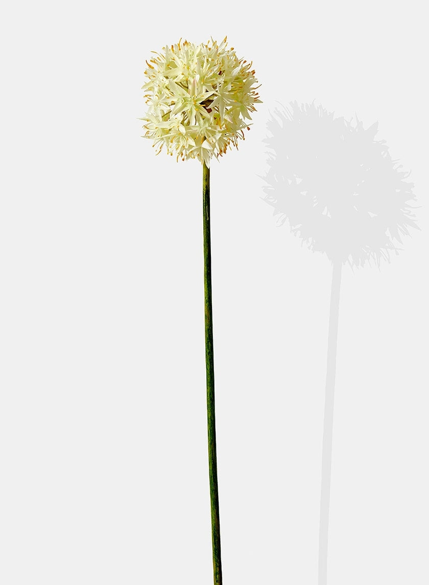 29 in White Allium
