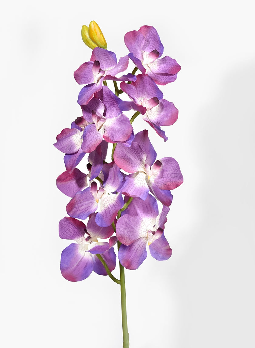 31 in Purple Vanda Orchid