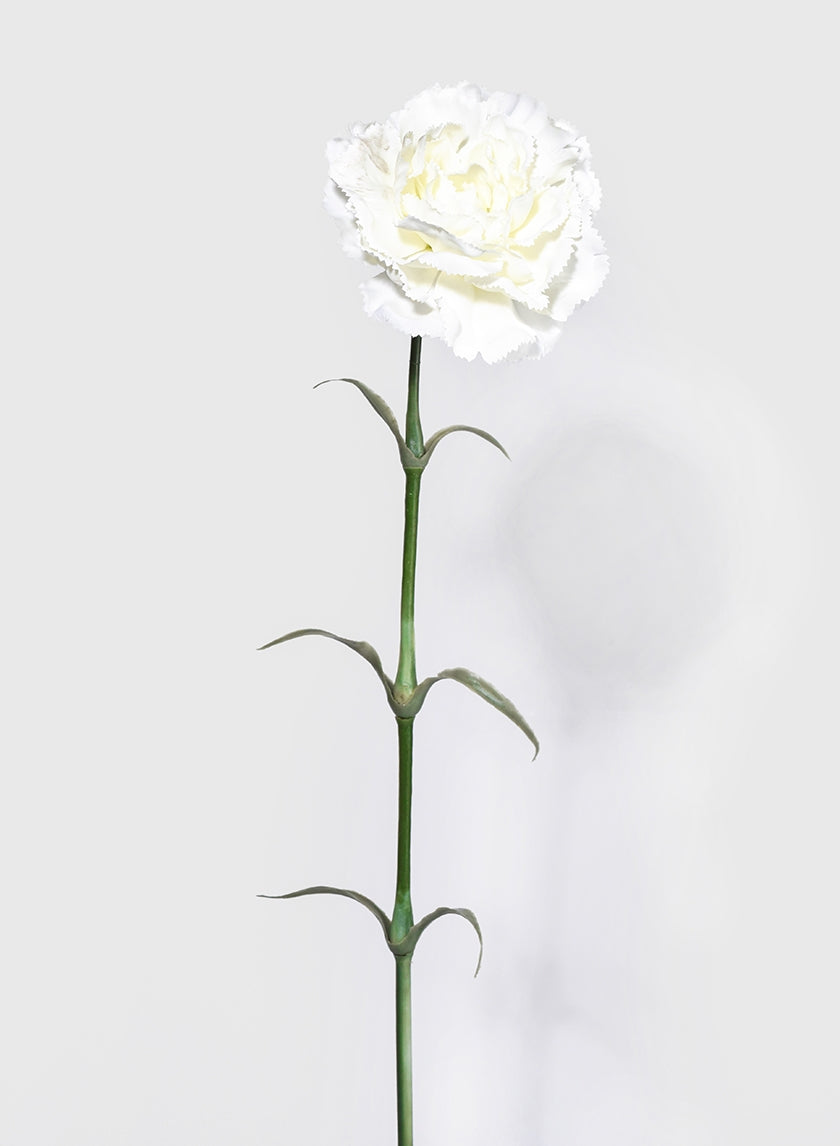 24 in White Carnation
