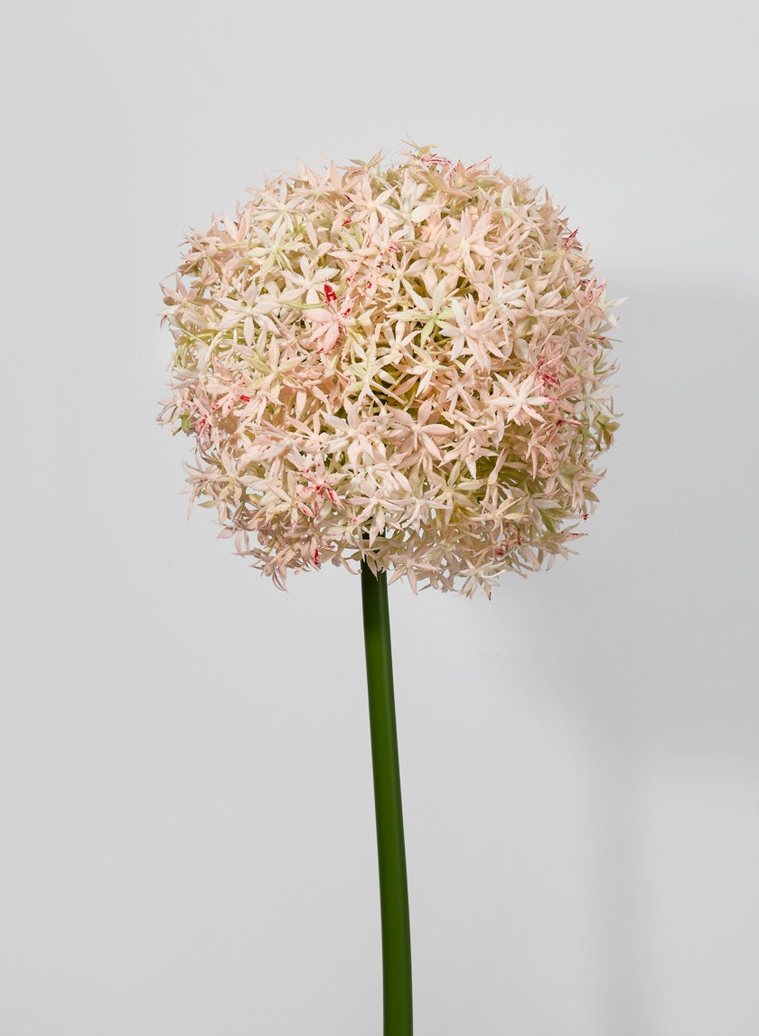 35 ½ in Giant Allium