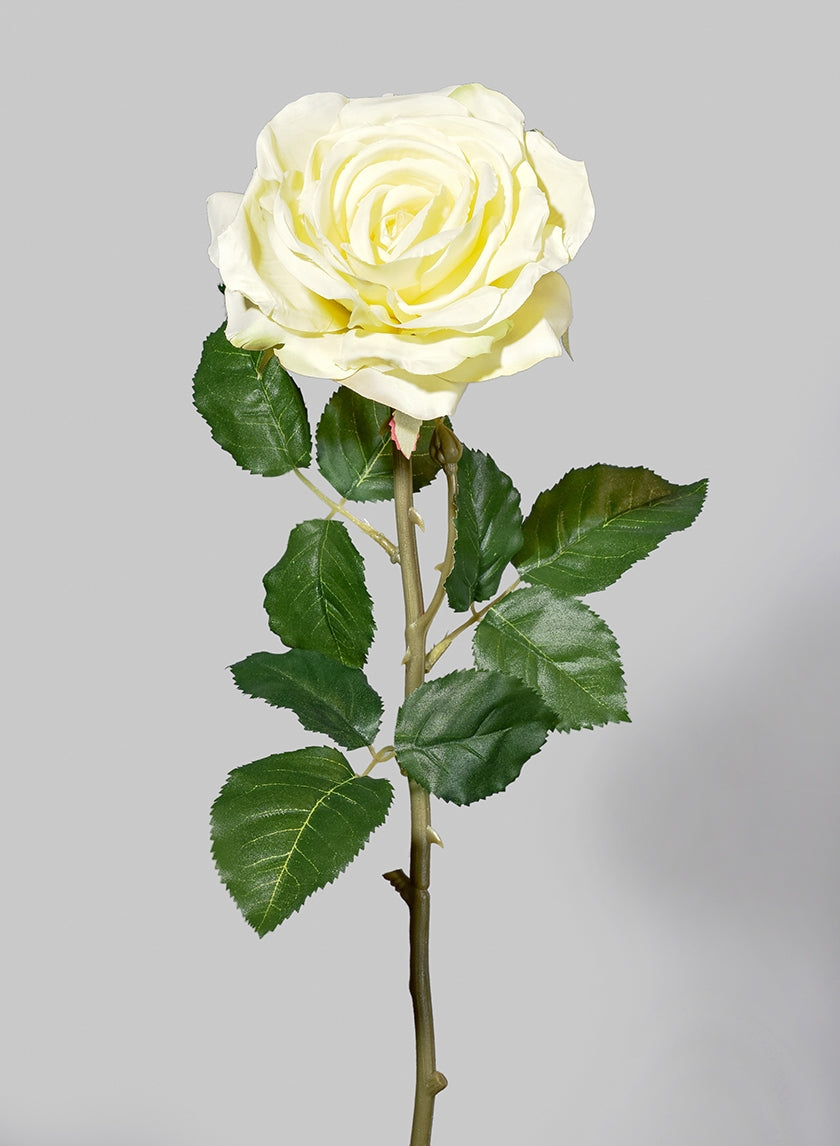 29 in Pale Yellow Cabbage Rose