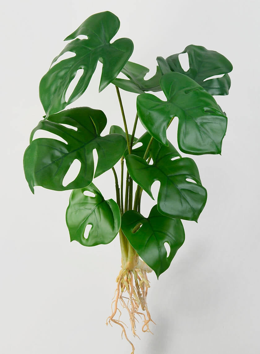 Small Monstera Leaf Bush with Roots