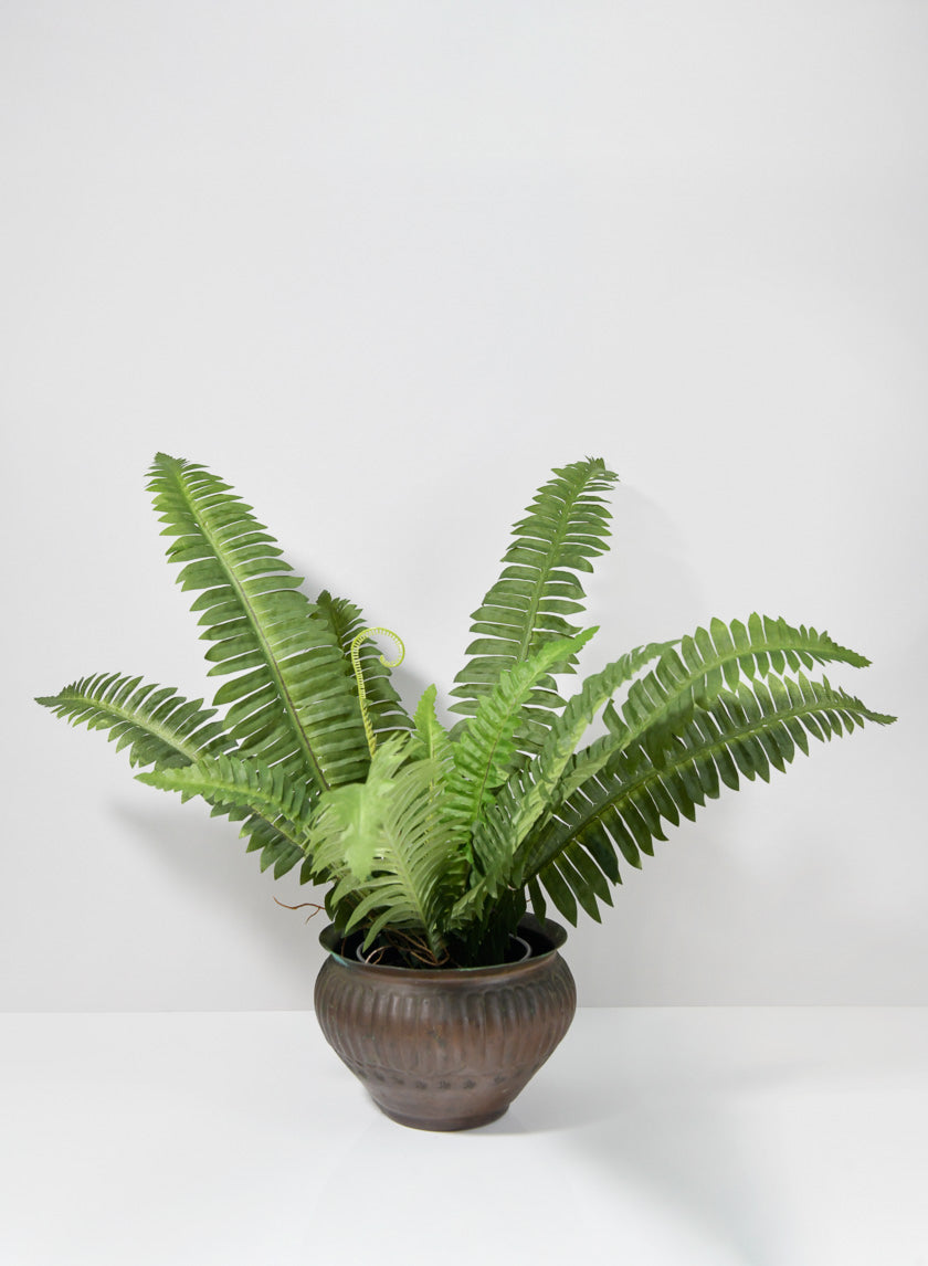 22 in Potted Leather Fern Plant