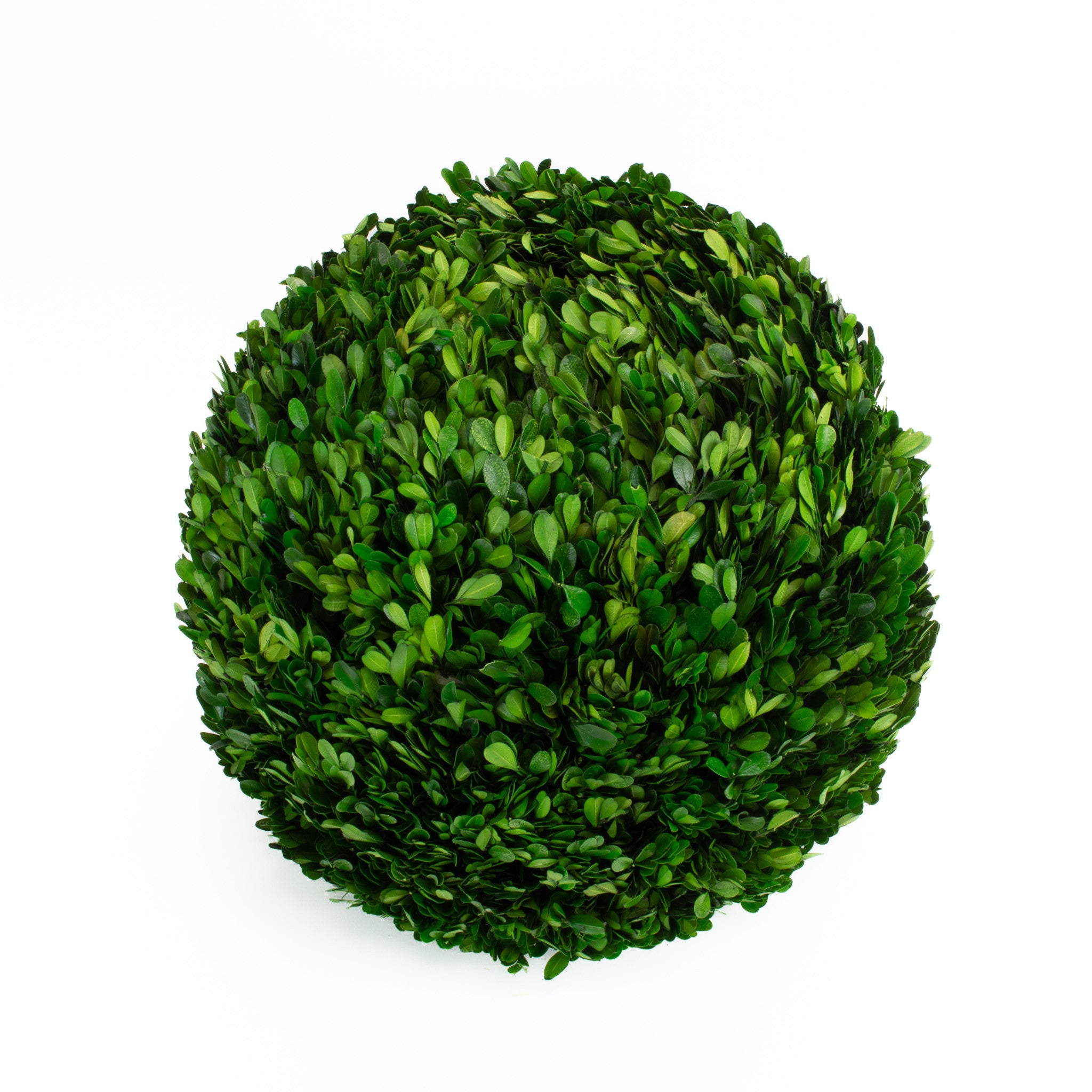 Preserved Boxwood Ball - 16"