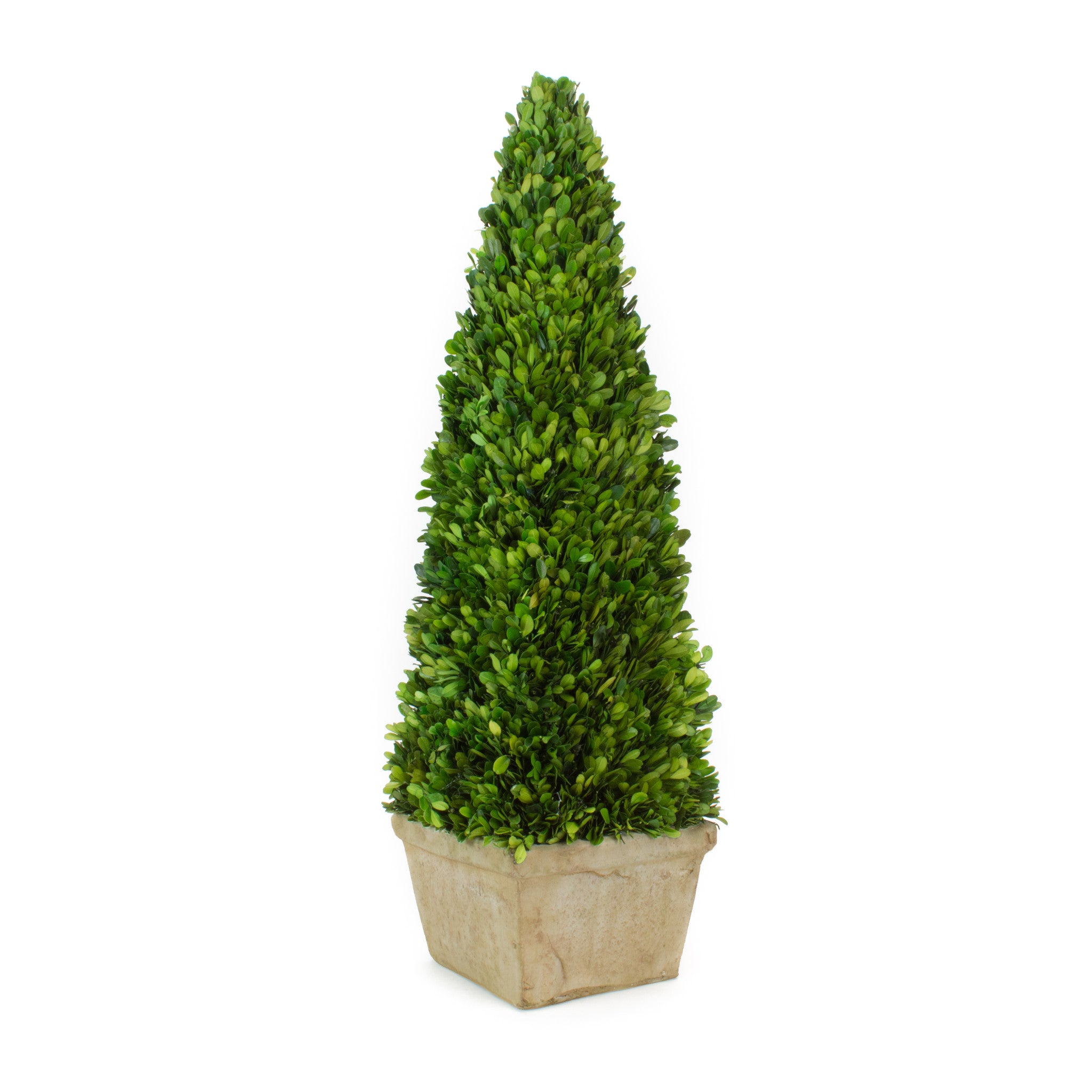 Preserved Boxwood Obelisk - 9 X 33.5 Inch