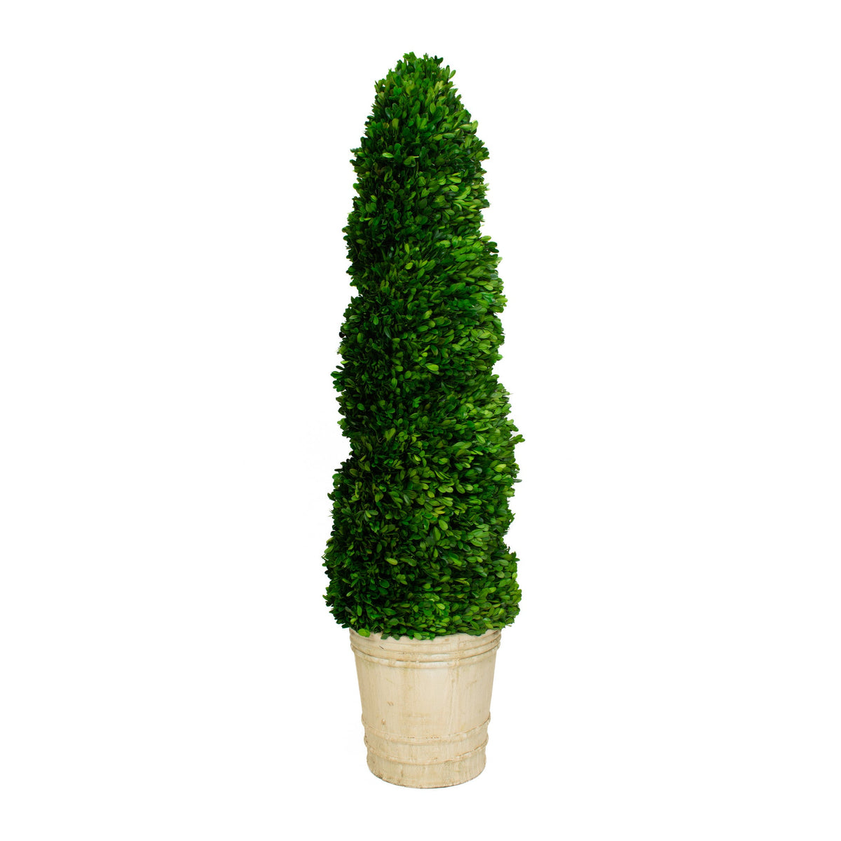 Preserved Boxwood Topiary - Spiral - 51 Inch