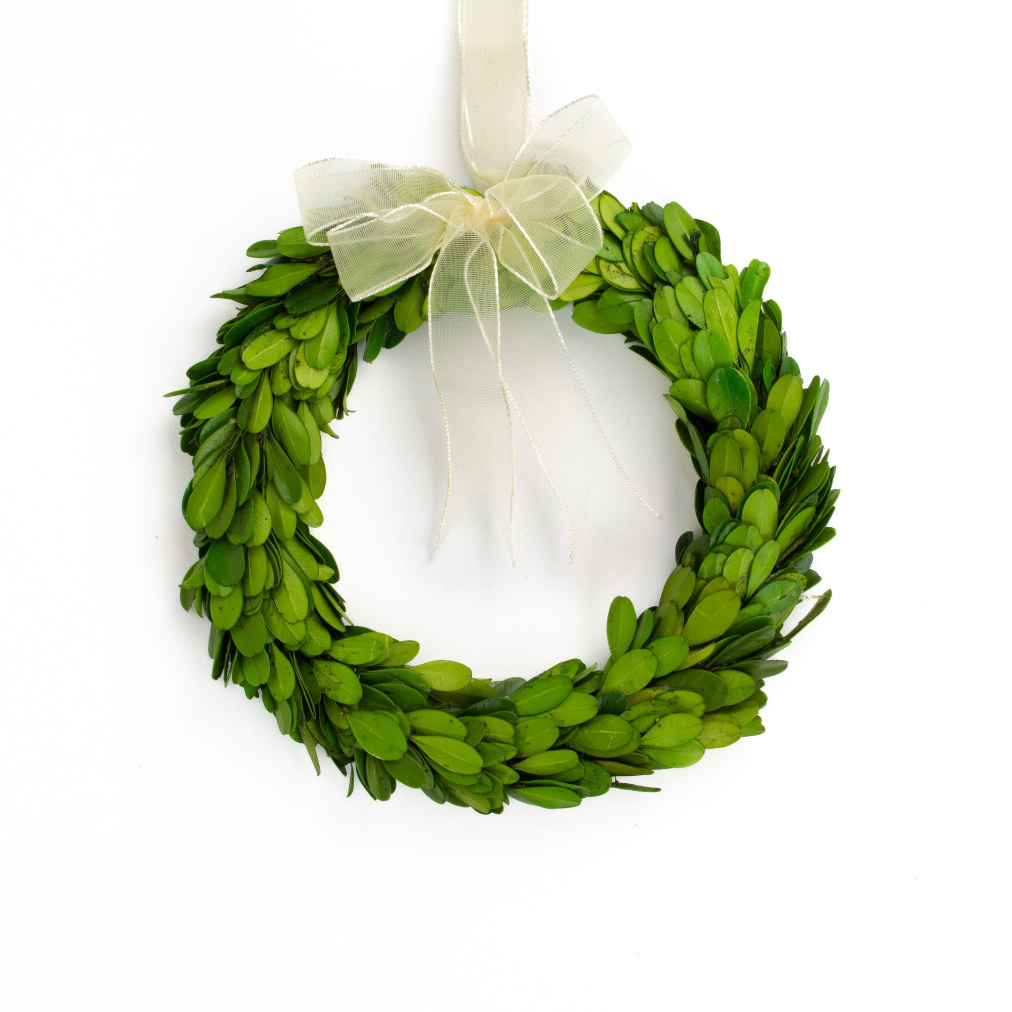 Preserved Boxwood Wreath - Round With Ribbon - 8