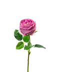 Real Touch Mauve English Rose 17 Inch