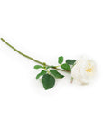 Real Touch White English Rose 17 Inch