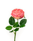 Real Touch Pink Sunset English Rose 17 Inch