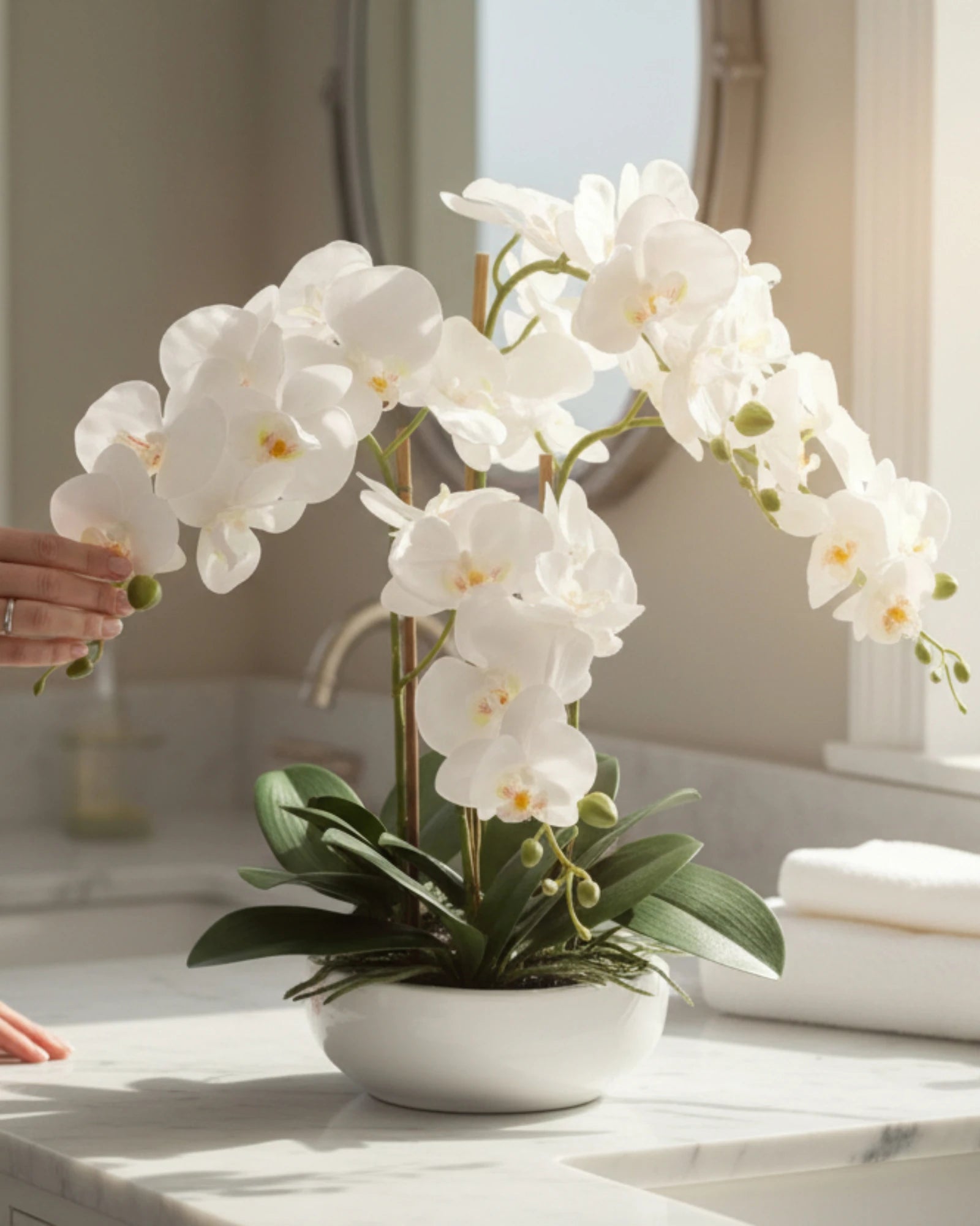 White Phalaenopsis Orchid in White Pot