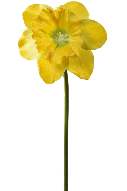 Single Daffodil Stem